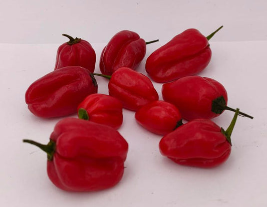 Bolivar Minas Out rojo - 10 semillas de chile