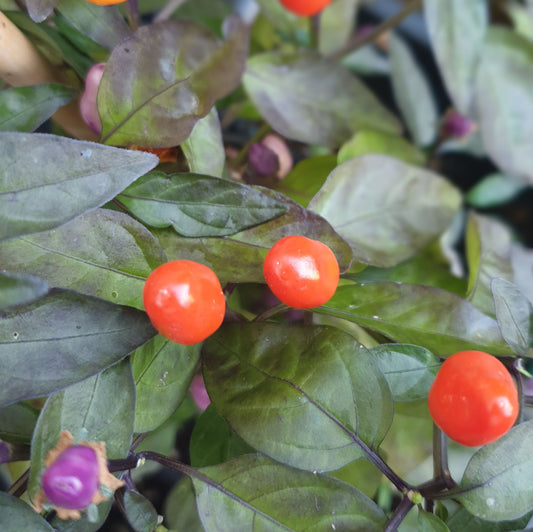 Bolivian Rainbow - 10 chili seeds