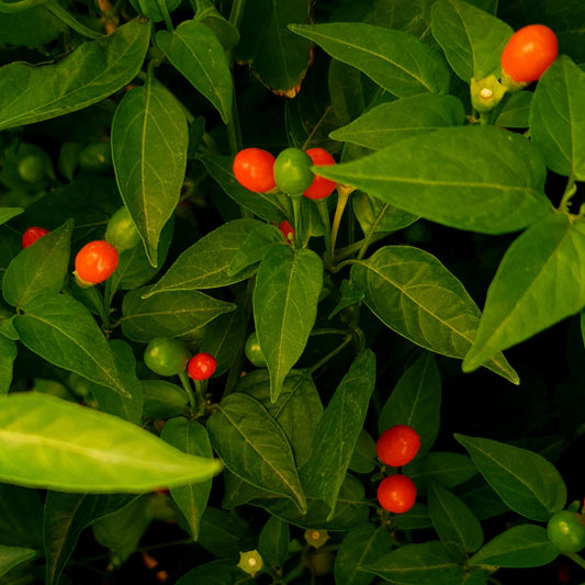 Bolivian Wild - 10 chili seeds