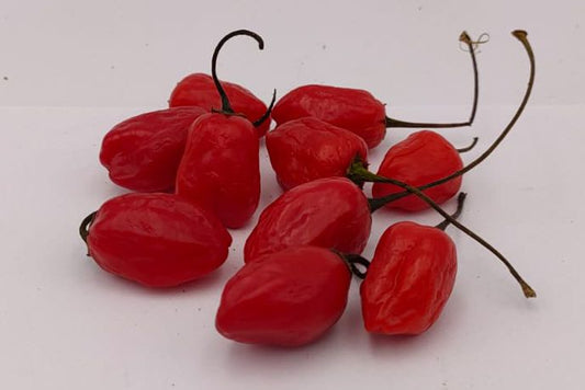 Aceituna Roja Brasileña - 10 semillas de chile