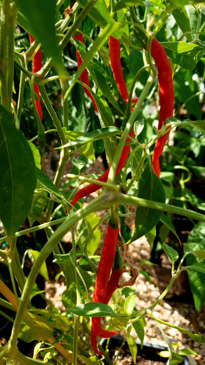 Cabe Keriting - 10 semillas de chile