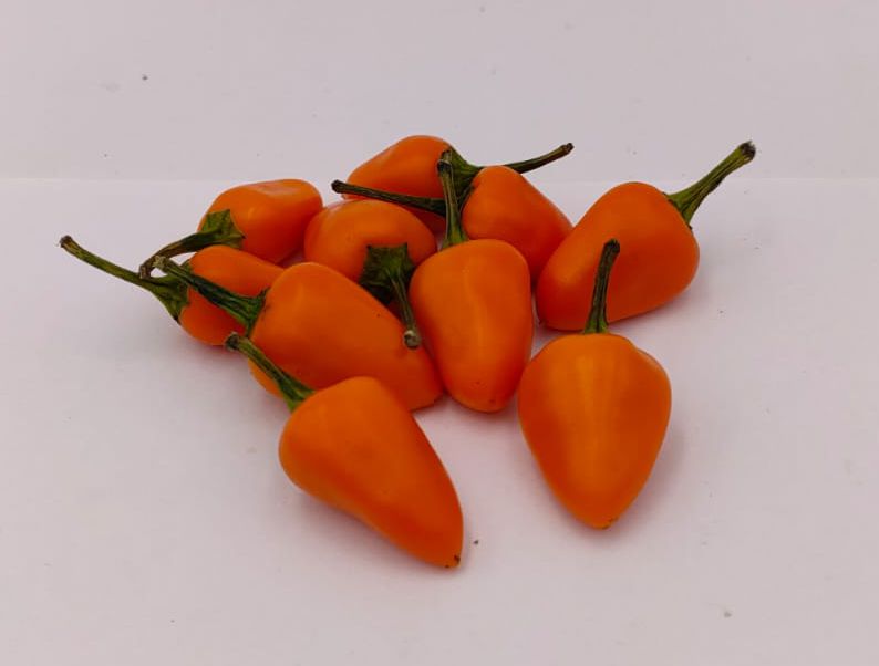 Capela Orange - 10 chili seeds