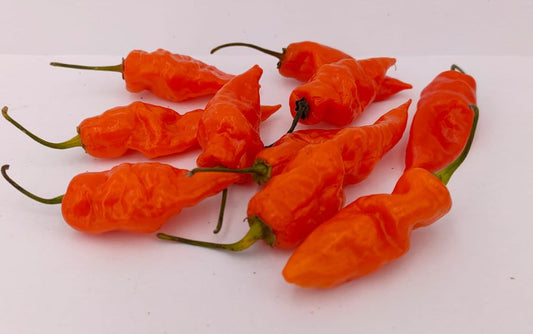 Zanahoria Fantasma - 10 semillas de chile