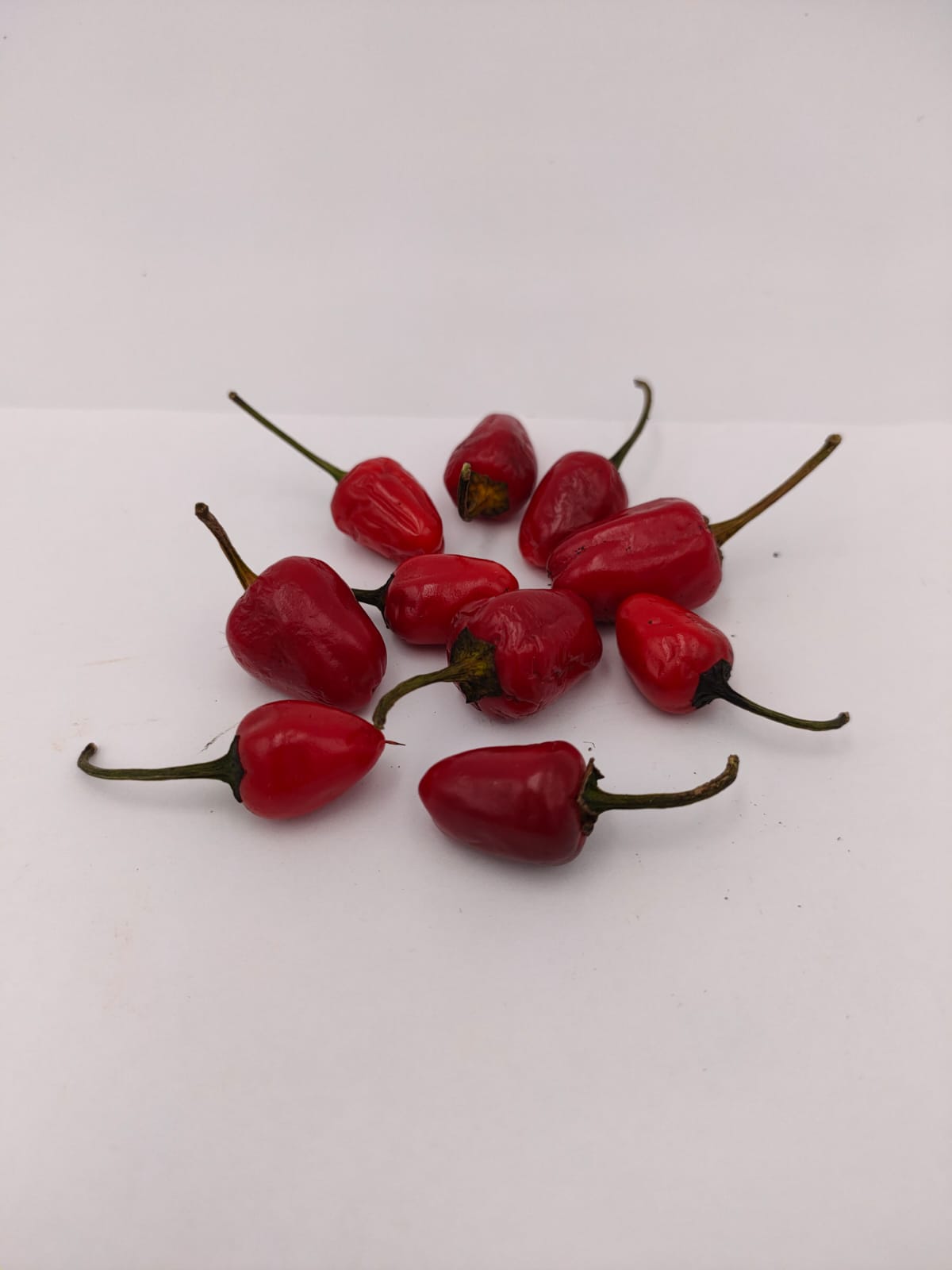 Chile Costa Rica rojo - 10 semillas de chile