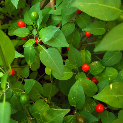 Chiltepin Sonora Red - 10 chili seeds