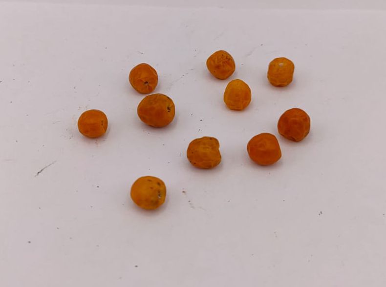 Chiltepin Naranja - 10 Chilisamen