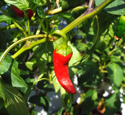 Gentle aromas: The mild chili range (6 varieties, 5 seeds each)
