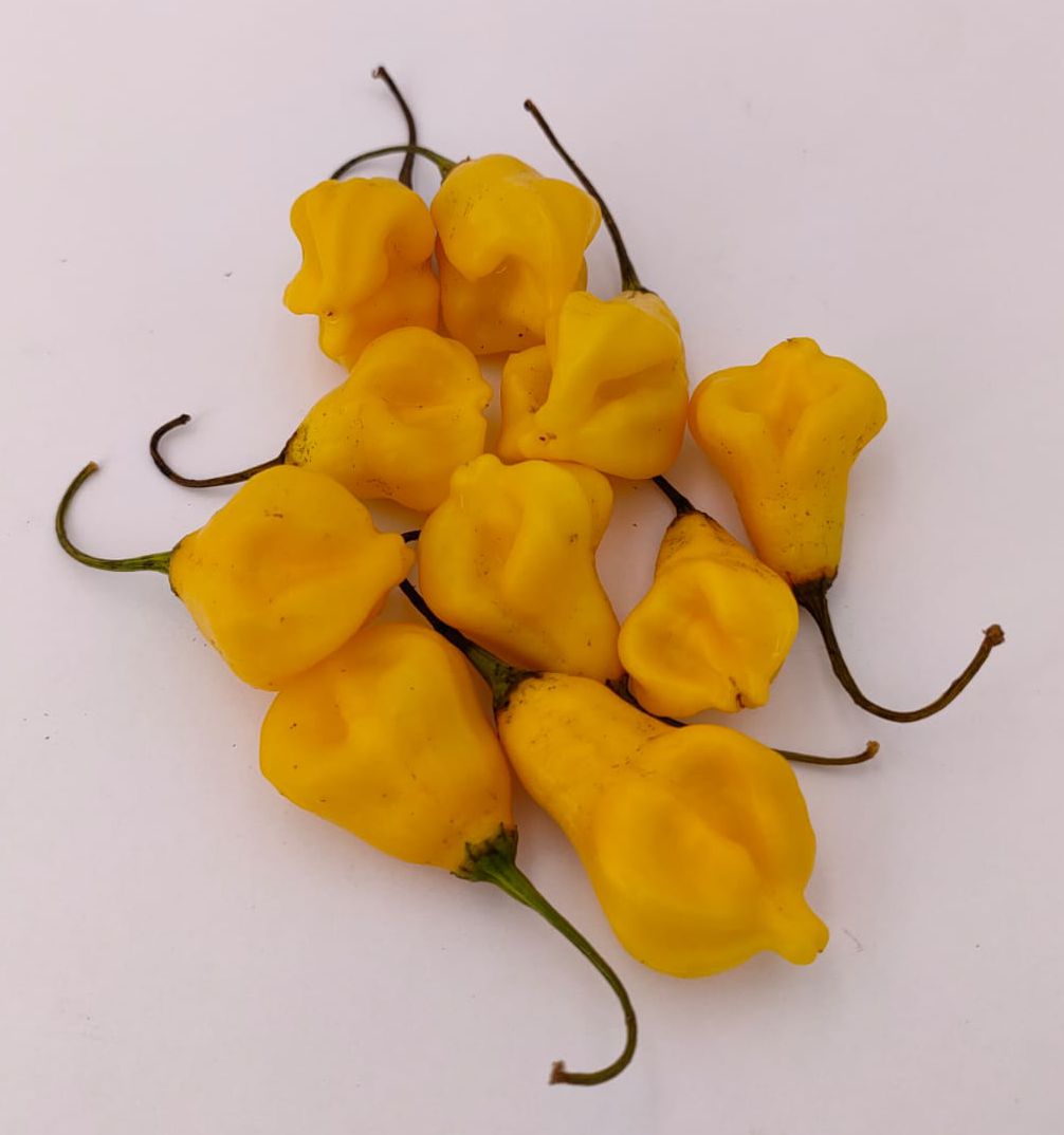 Dulce Estrella - 10 semillas de chile