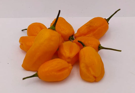 El Oro de Ecuador - 10 semillas de chile