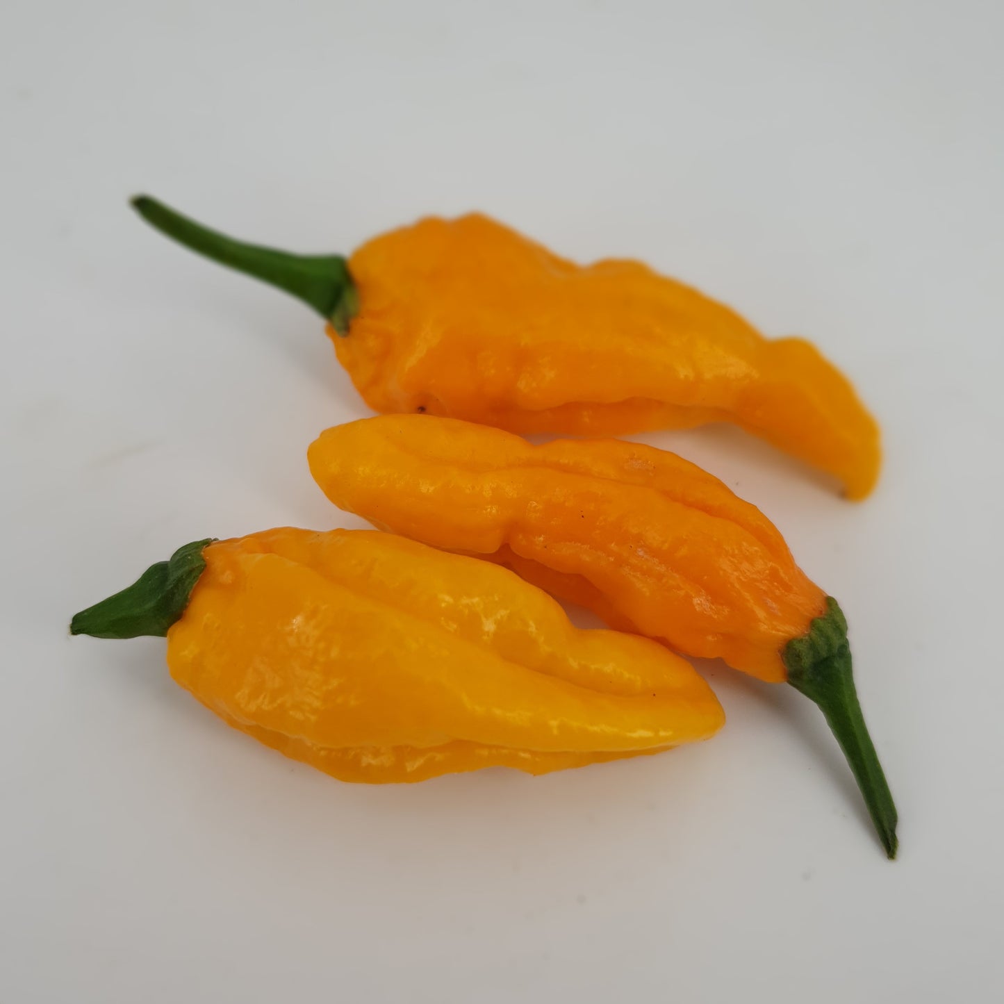 Fatalli Yellow - 10 chili seeds