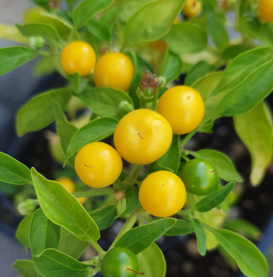 Yellow Cherry - 10 chili seeds