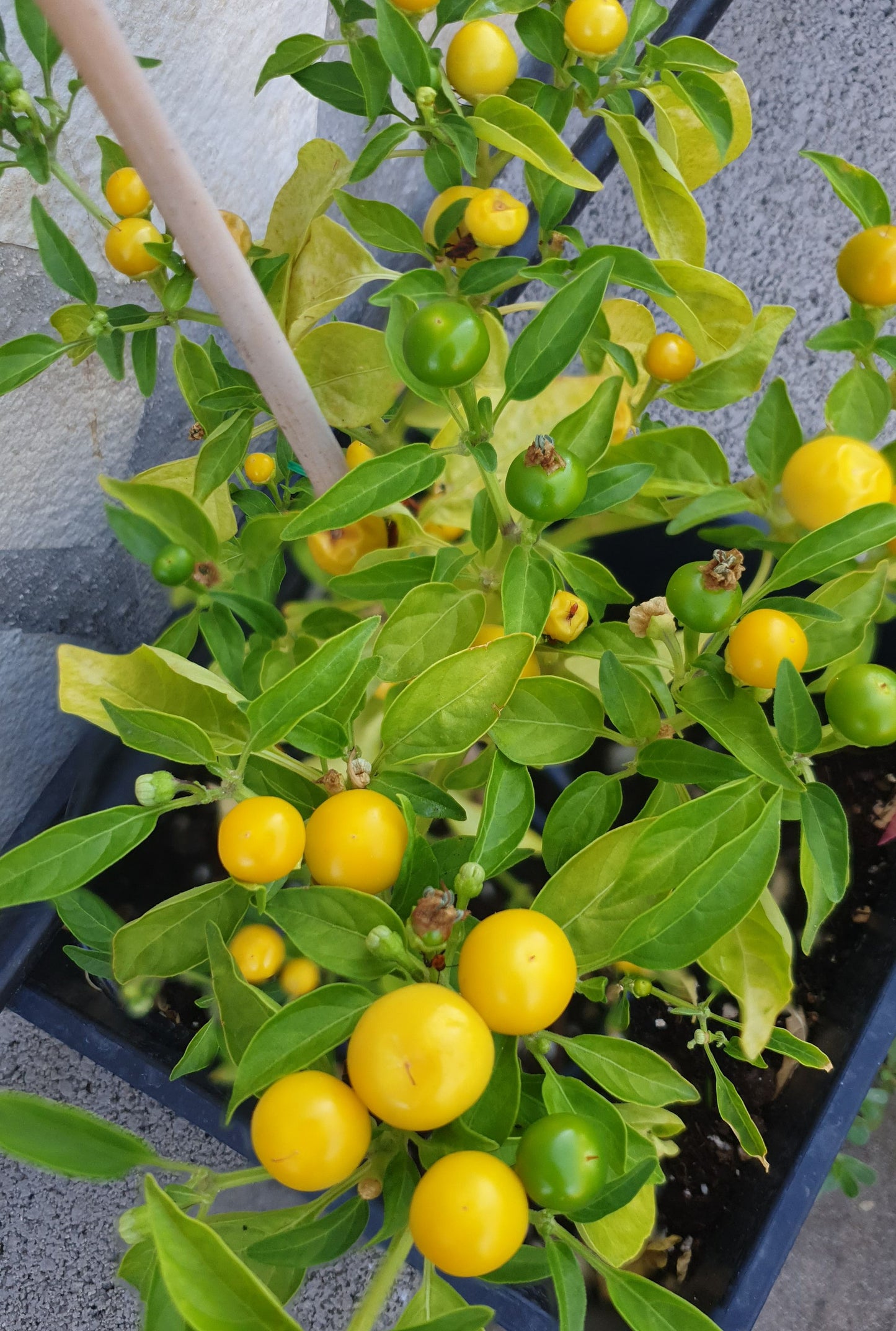 Yellow Cherry - 10 chili seeds