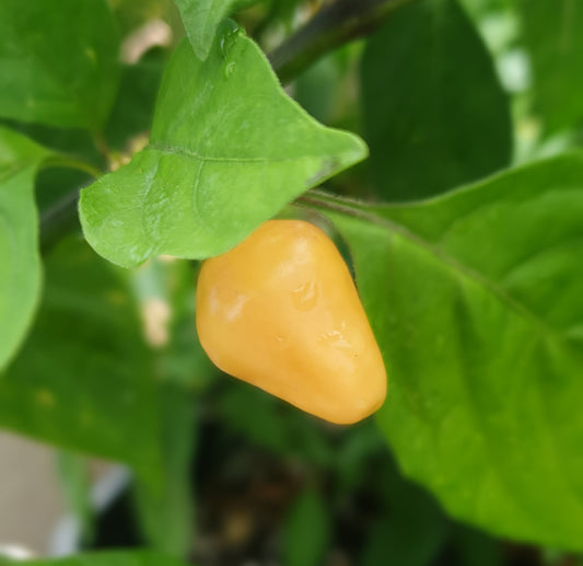 Habanero Batusta 10 chili seeds