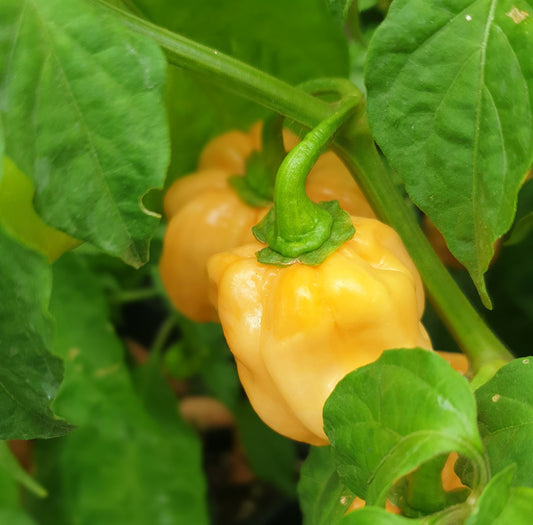 Habanero yellow 10 chili seeds