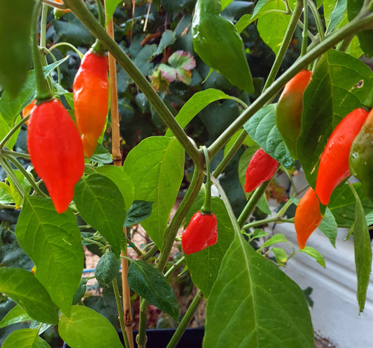 Hot Paper Lantern - 10 chili seeds