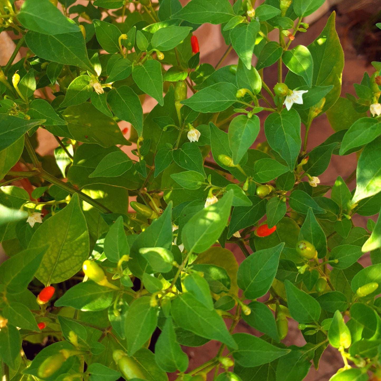 Inca Berry - 10 semillas de chile