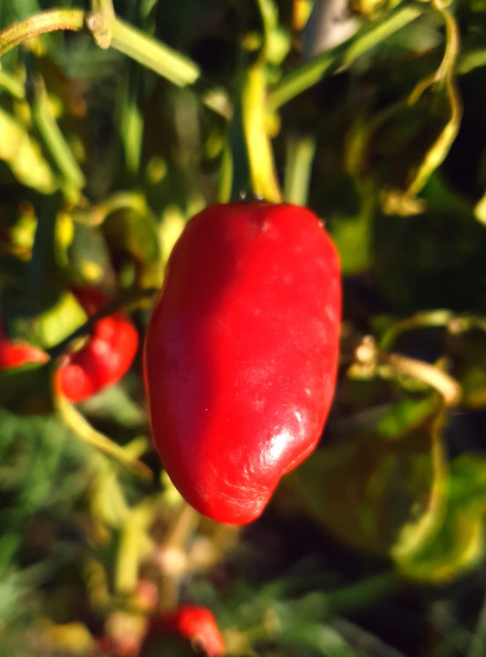 Jalapeno Jalastar 10 chili seeds