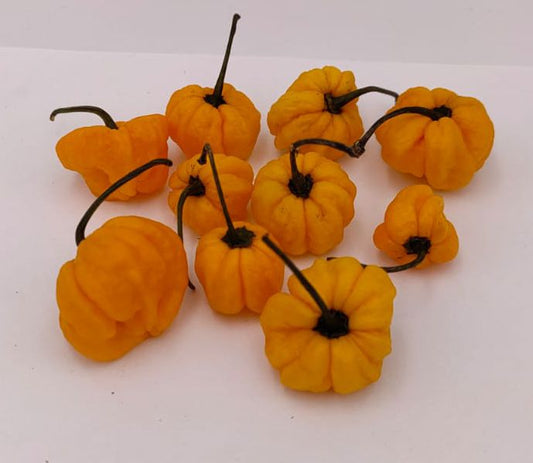 Jamaican Scotch Bonnet - 10 Chilisamen