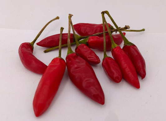 Kusburnu - 10 chili seeds