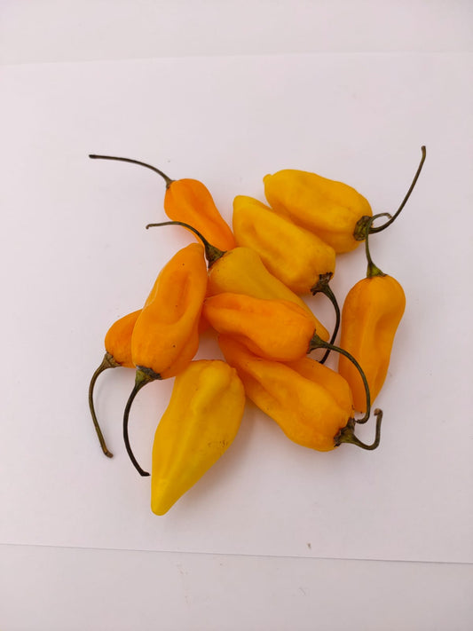 Naga Bhut Jolokia Naranja - 10 semillas de chile