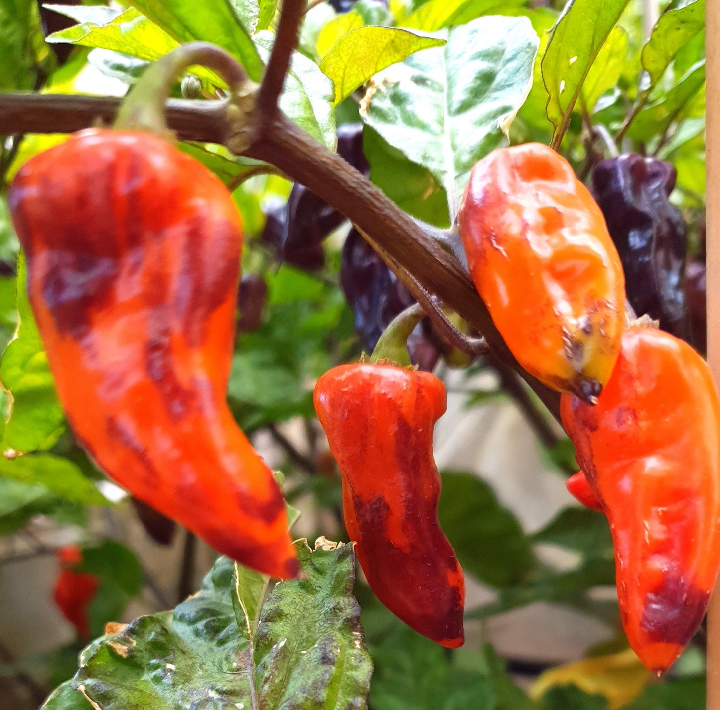 Naga Bhut Jolokia Purple 10 semillas de chile