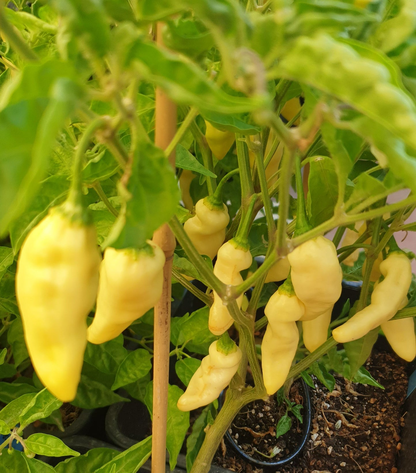Naga Bhut Jolokia Blanco - 10 semillas de chile