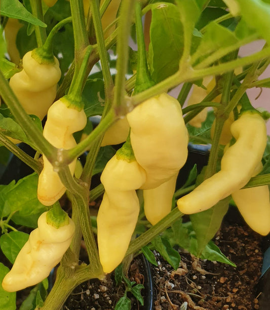 Naga Bhut Jolokia Blanco - 10 semillas de chile