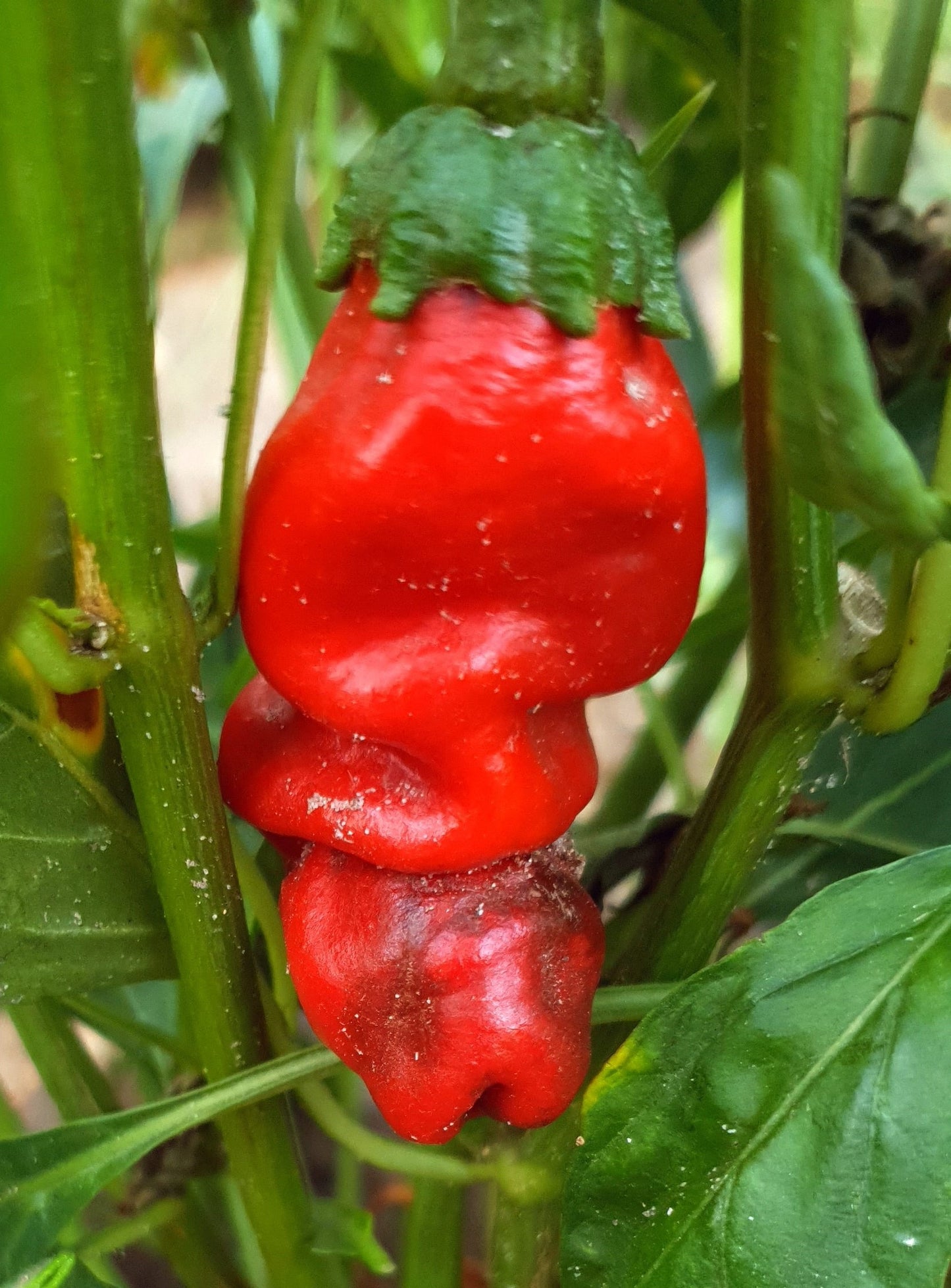 Peter (Pene) Pepper - 10 semillas de chile