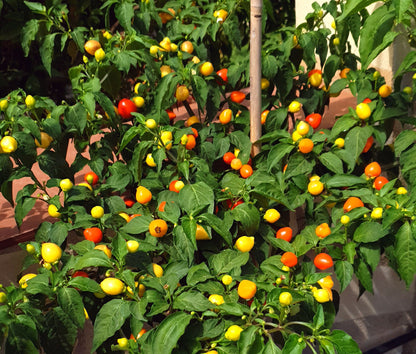 Schönheit und Geschmack: Dekorative Chilisorten (5 Sorten je 5 Samen)