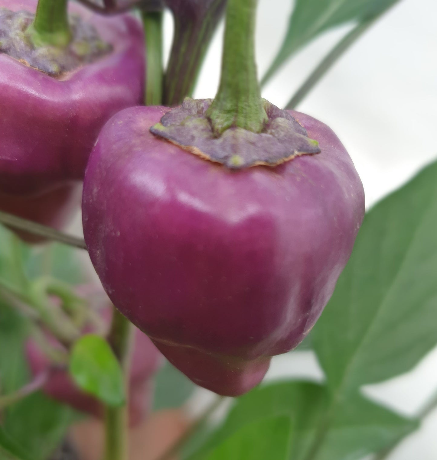 Purple UFO - 10 chili seeds