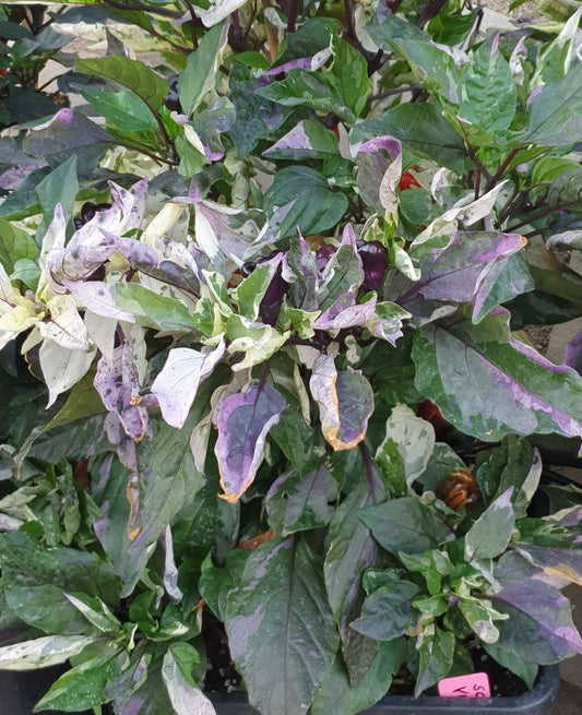 Scarlet Variegated - 10 chilli seeds