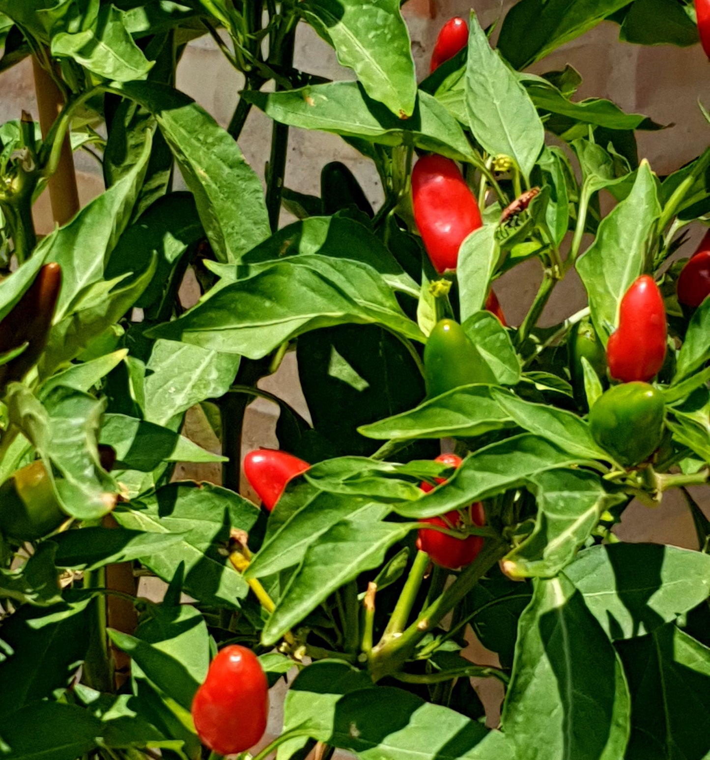 Pimiento casero siberiano - 10 semillas de chile