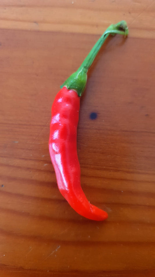 Thai Red Hot 10 chili seeds