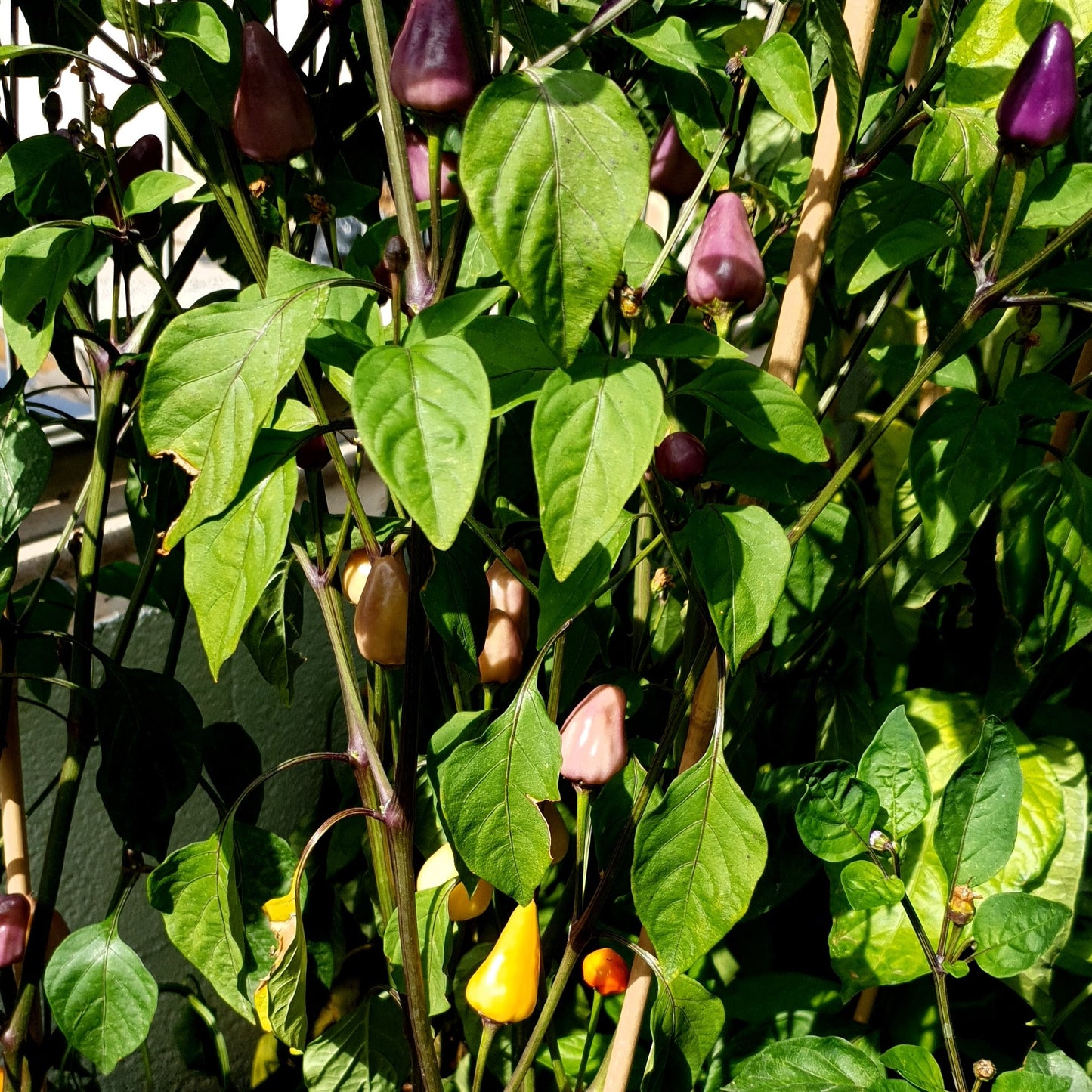 Abbreviatum Chili Pflanze groß