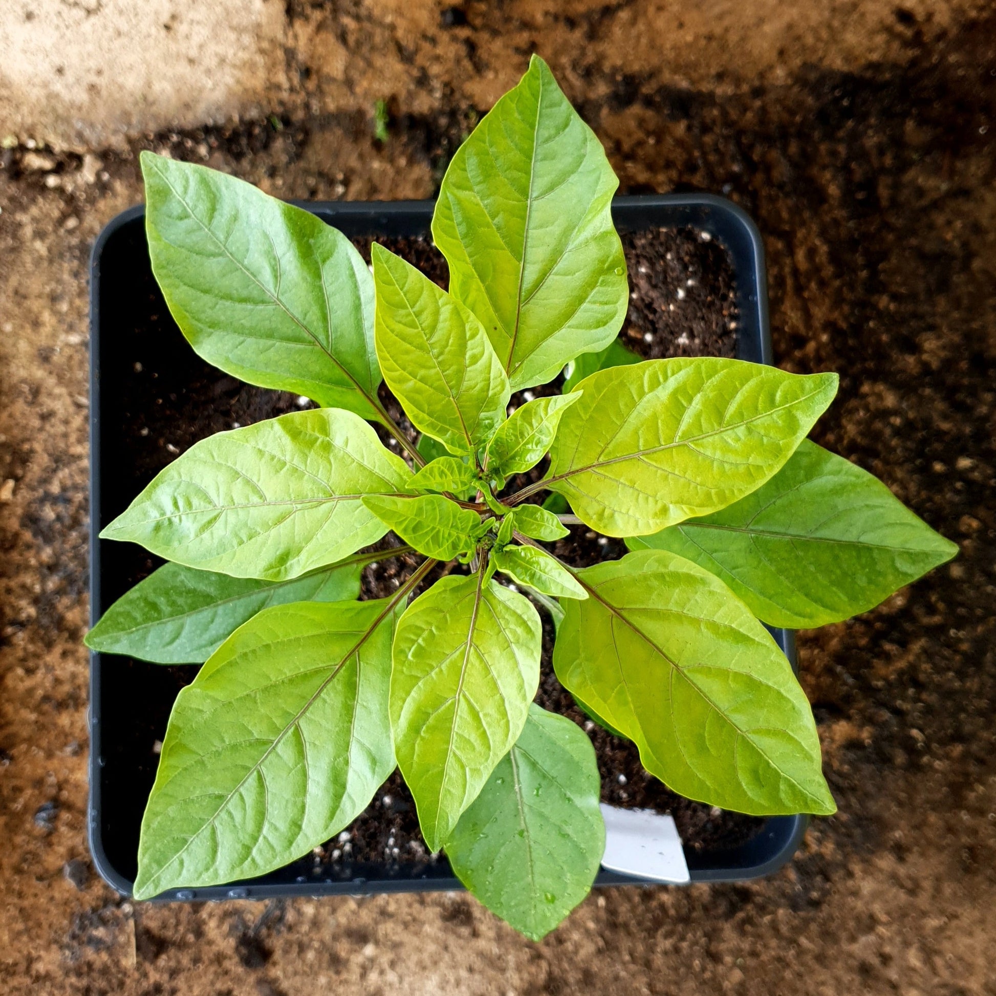 Abbreviatum Chilipflanze von oben