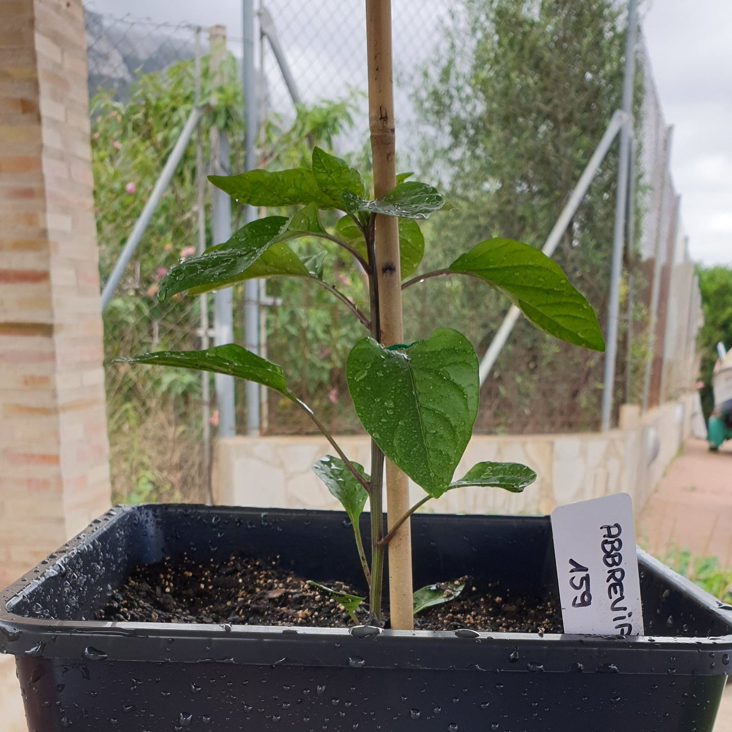 Abbreviatum Chilipflanze