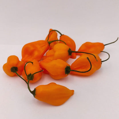 10 orangefarbene Aji Mandarin Früchte