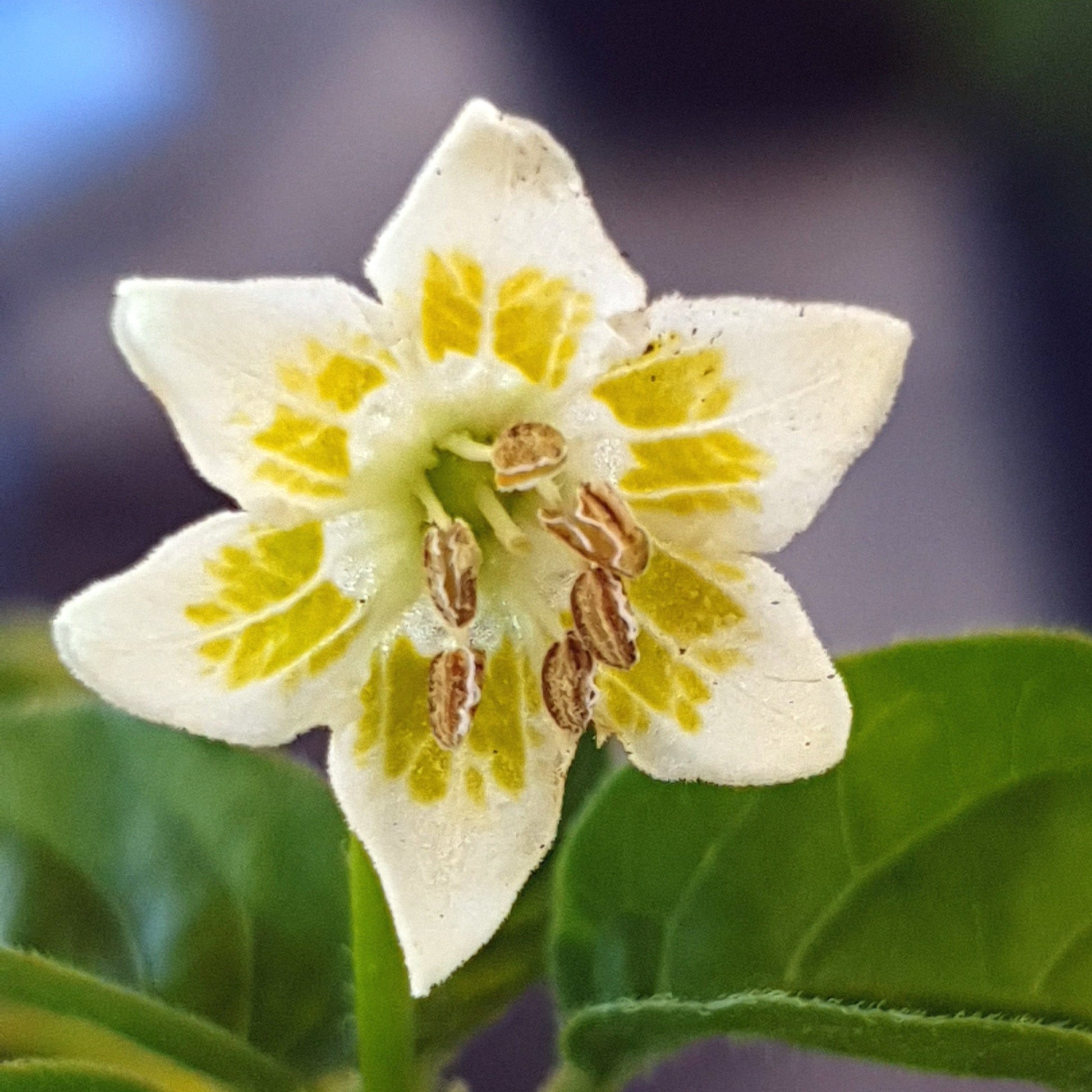 Aji Mango Blüte