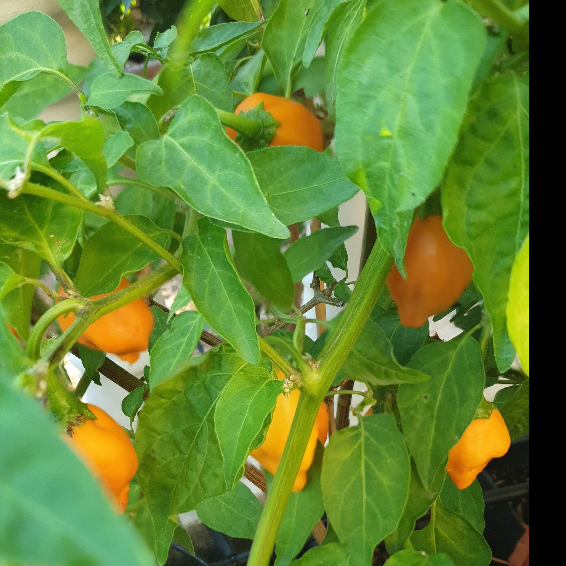 orange-gelbe Aji Mandarin Früchte am Strauch