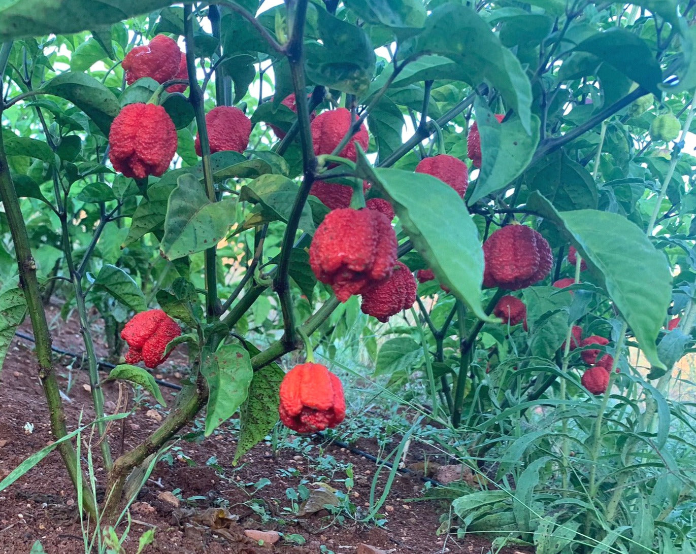 Carolina Reaper rote Früchte im Feld