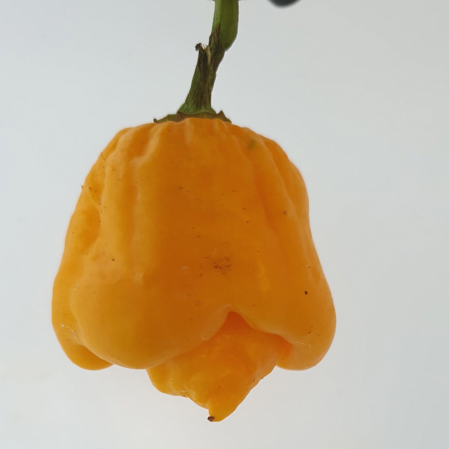 1 gelbe Carolina Reaper Frucht hängend