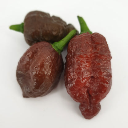 3 braune Habalokia red brown Früchte