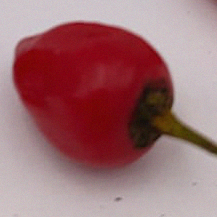 1 rote Frucht Habanero bolivian