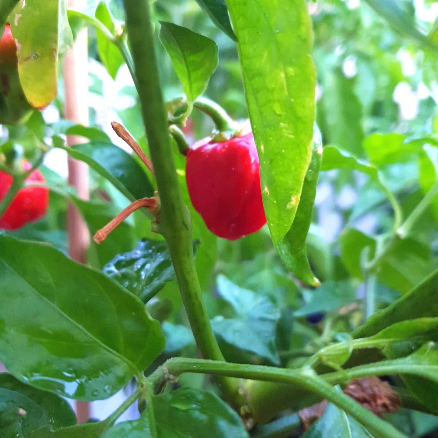 rote Frucht Habanero Carribean Red am Strauch