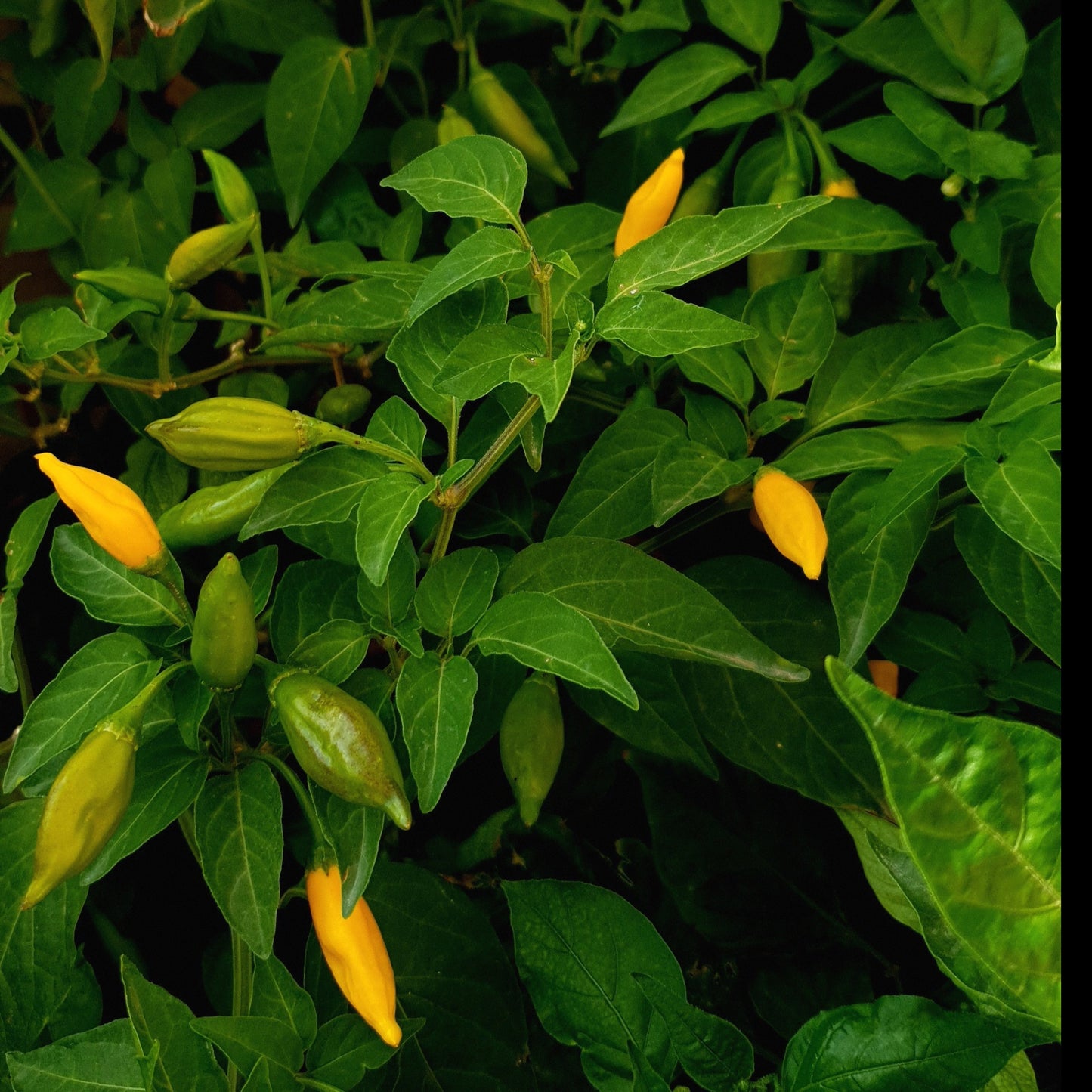 Limón Habanero - 10 semillas de chile