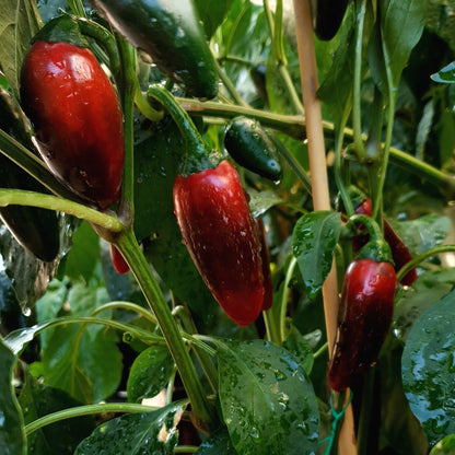 rote Jalafuego Chilifrüchte am Strauch