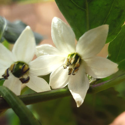 weiße  Jalafuego Blüte