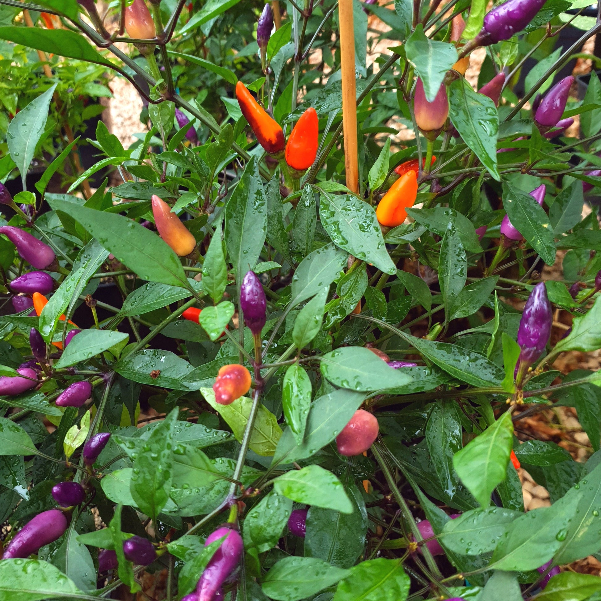 lila und orangefarbene Früchte am Strauch der Jalapeno multicolor