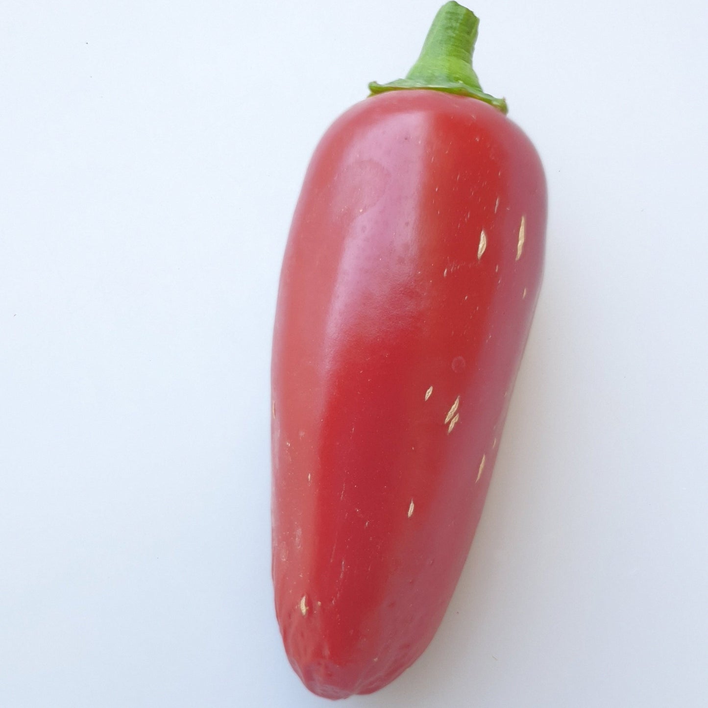 einzelne Jalapeno Compadre Frucht, rot