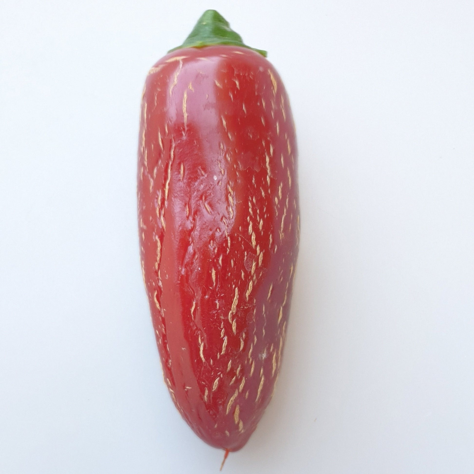 einzelne rote rissige Frucht der Jalapeno False Alarma